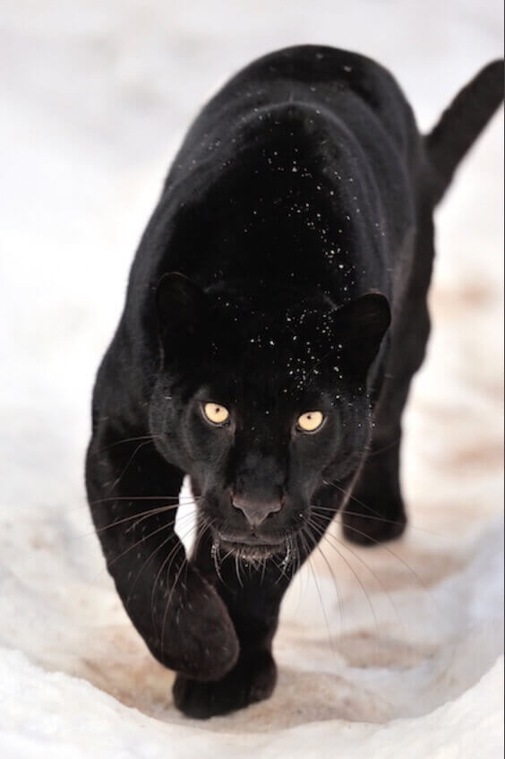 Energiemedizin Panther
